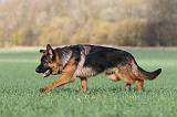 BERGER ALLEMAND 532